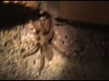Tarantula in the Jacussi