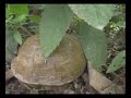 Turtle rumination
