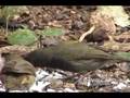 videos de Black-faced Grassquit, Semillero Pechinegro,(Tiaris bicolor)