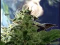 Twiztid - Hydro (Marijuana)