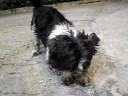 Pongo Modde
