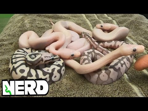 YouTube reptile video