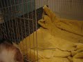 Bunny giving me kisses