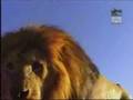 Snake attacks lion