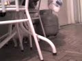 My Cats Fighting