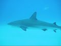 Scuba diving in the Bahama's