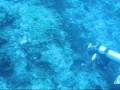 Scuba diving in the Bahama's