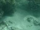A Sea Turtle at Hanauma Bay