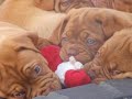 Dogue De Bordeaux puppies