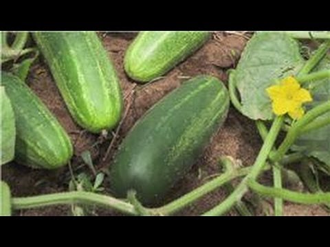 how to grow cucumber from seed