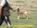 OBEDIENCIA CLASE INTERNACIONAL (Sony & Richard)