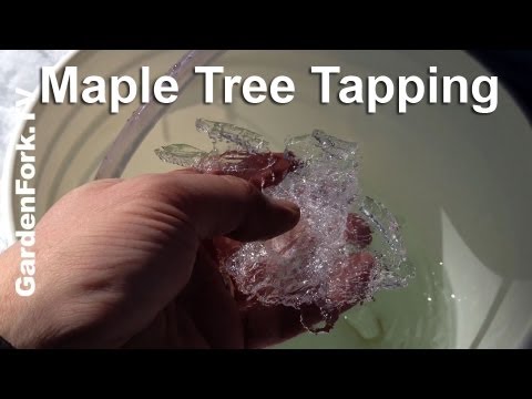 how to collect maple syrup