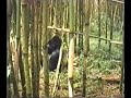 D-KENIA-RUANDA-Weg zu Berggorillas per RUCKSACK 1991/92-03 D-KENIA-RUANDA-Weg zu Berggorillas per RUCKSACK 1991/92-03