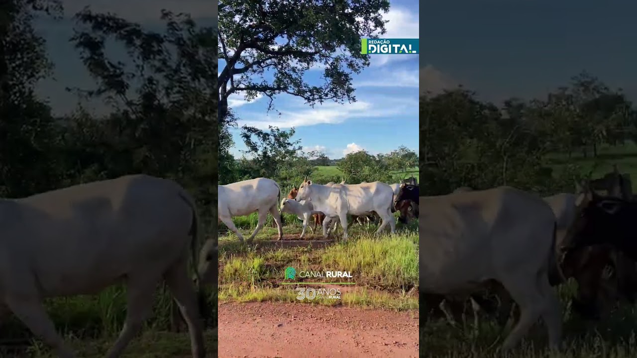 Garota mostra sintonia com o campo ao conduzir gado a cavalo