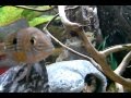 75 Gallon Central and South American Aquarium ...