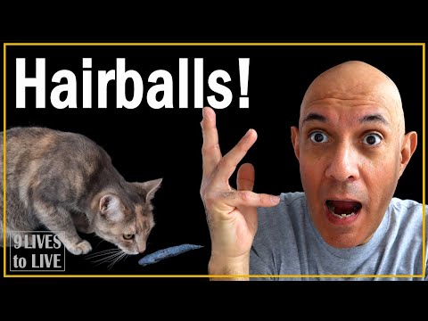 Cat Hairballs: How to Help Your Cat