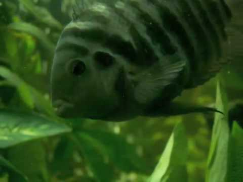 Convict - From the time they were eggs to now I have taken care of them and helped them to thrive (I fed them). This video took me six months to complete. Now, I have ...