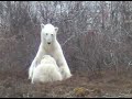 Polar Bear Cub Nursing Polar Bear Cub Nursing