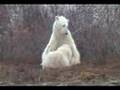 Polar-Bear-Cub-Nursi
