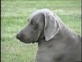 Weimaraner Avispado Weimaraner Avispado