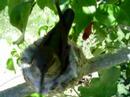 Humming bird nest March 31 2007