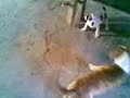 pit bull do guinha pit bull do guinha