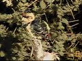 Crested Barbet Crested Barbet