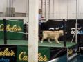 Cisco Goes Dock Diving