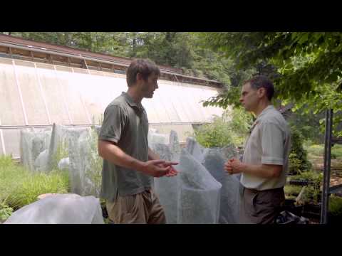 how to control purple loosestrife