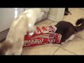 Cats and Coke Cats and Coke