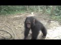 Orphan Baby Chimpanzee Gets Dizzy And Falls Over