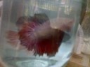 close to you (cocoy&pets) close to you (cocoy&pets)