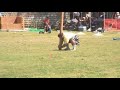 Chad Aichs Caber Toss