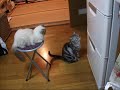 ????????????We want canned food in the refrigerator!