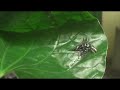 Fierce female fighting jumping spiders! Fierce female fighting jumping spiders!