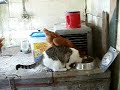 Momma Cat shares with Chickens Momma Cat shares with Chickens