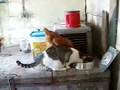 Momma Cat shares with Chickens