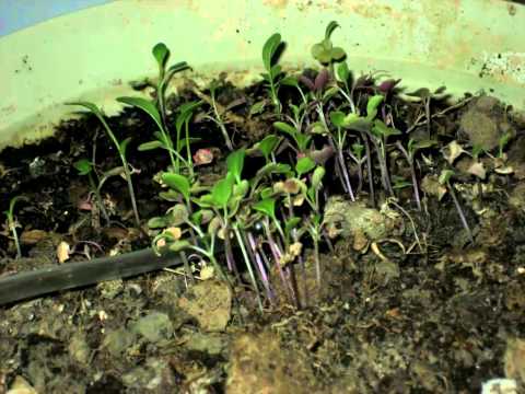 how to transplant arugula