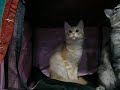 Maine Coon Kittens Buffalo Cat Fanciers Cat Show