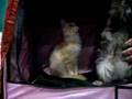 Maine Coon Kittens Buffalo Cat Fanciers Cat Show