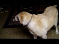 Teasing Lucy