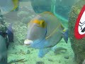 Waikiki Aquarium, Pt.