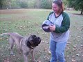 Mastiff with purple ball