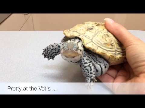 how to cure mbd in turtles