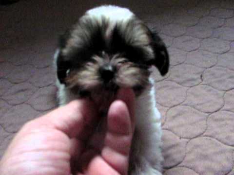  Shorkie puppies are the BEST