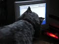 Dog vs Cursor