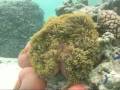 Le lagon en vid�o - Moorea - Polyn�sie fran�aise