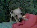 perro chihuahua enojado(ladra muy chistoso)