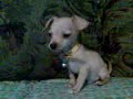 perro chihuahua enojado(ladra muy chistoso)