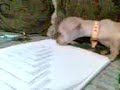 perro chihuahua enojado(ladra muy chistoso)